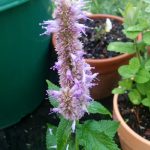 Anise Hyssop