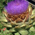 Artichoke