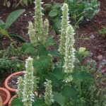 Anise Hyssop - white