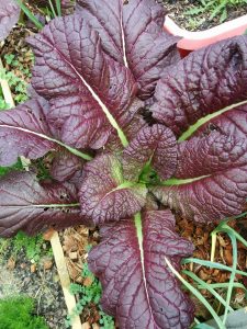 Giant Red Mustard