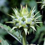 Cardoon