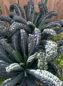 Cavolo Nero Kale