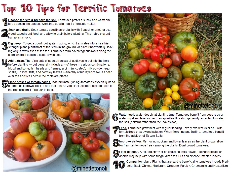 Top 10 tomato growing tips