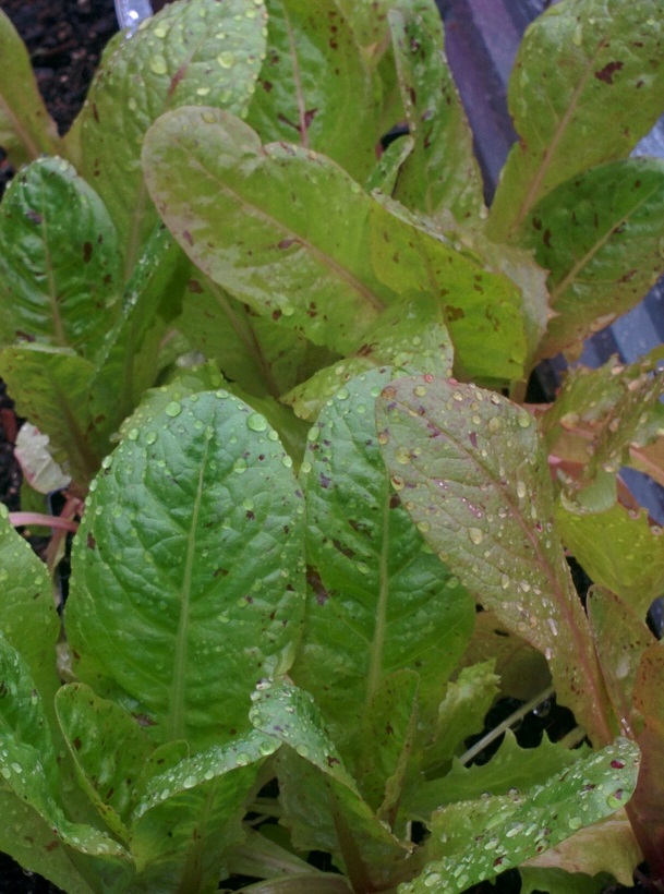 Lettuce Freckles