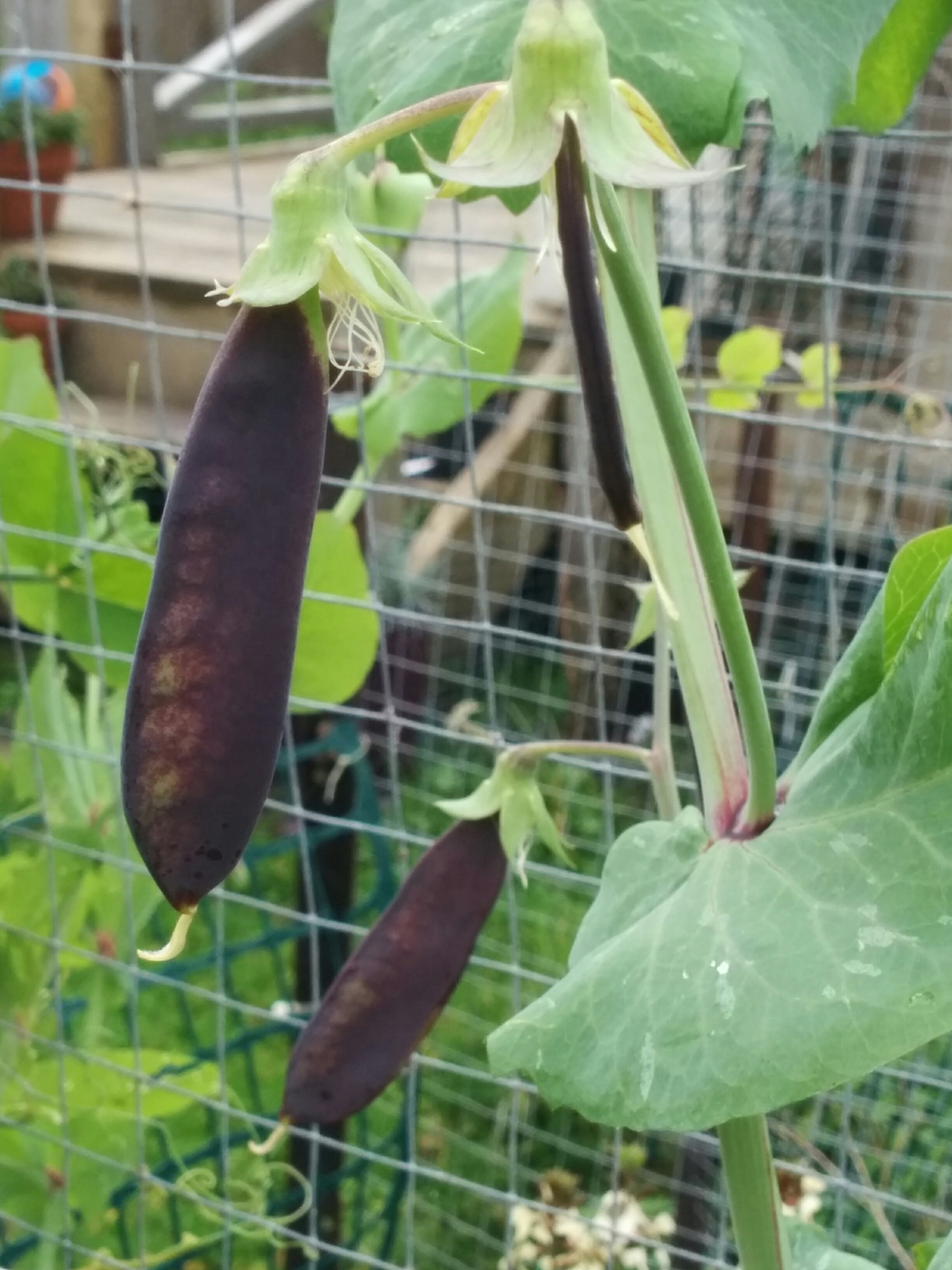 Purple Shelling Peas
