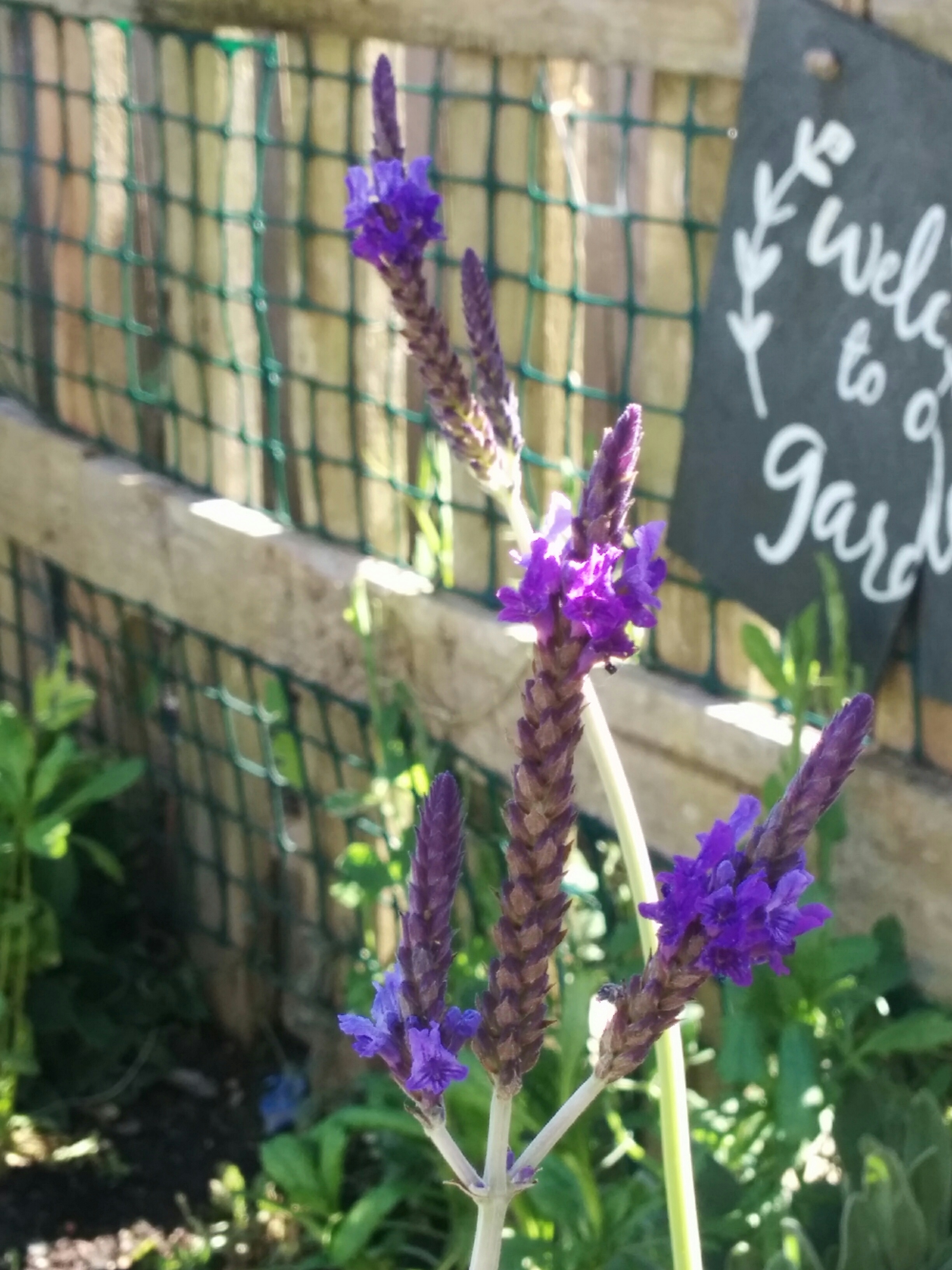 Fern leaf Lavender