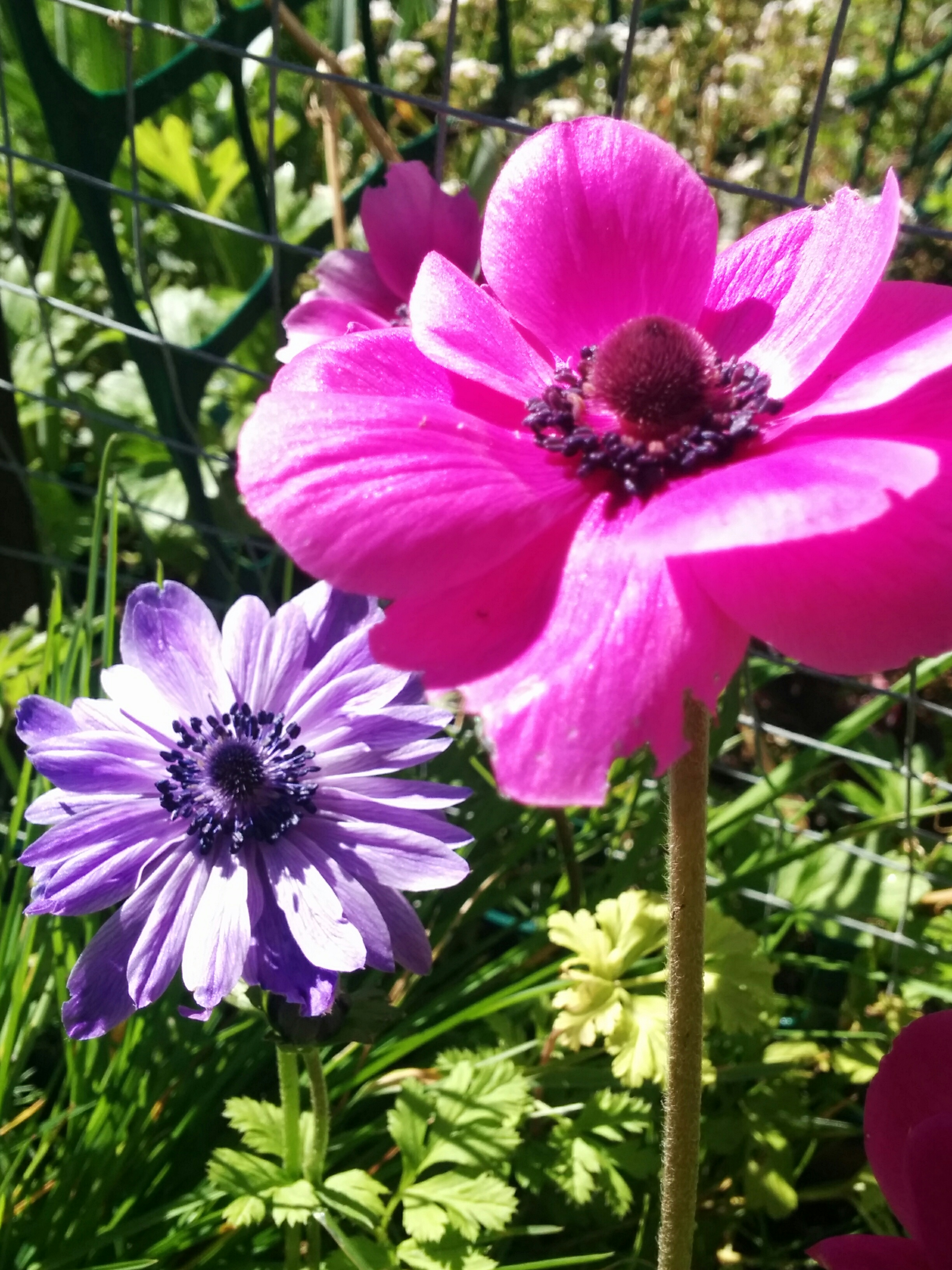 Anemones