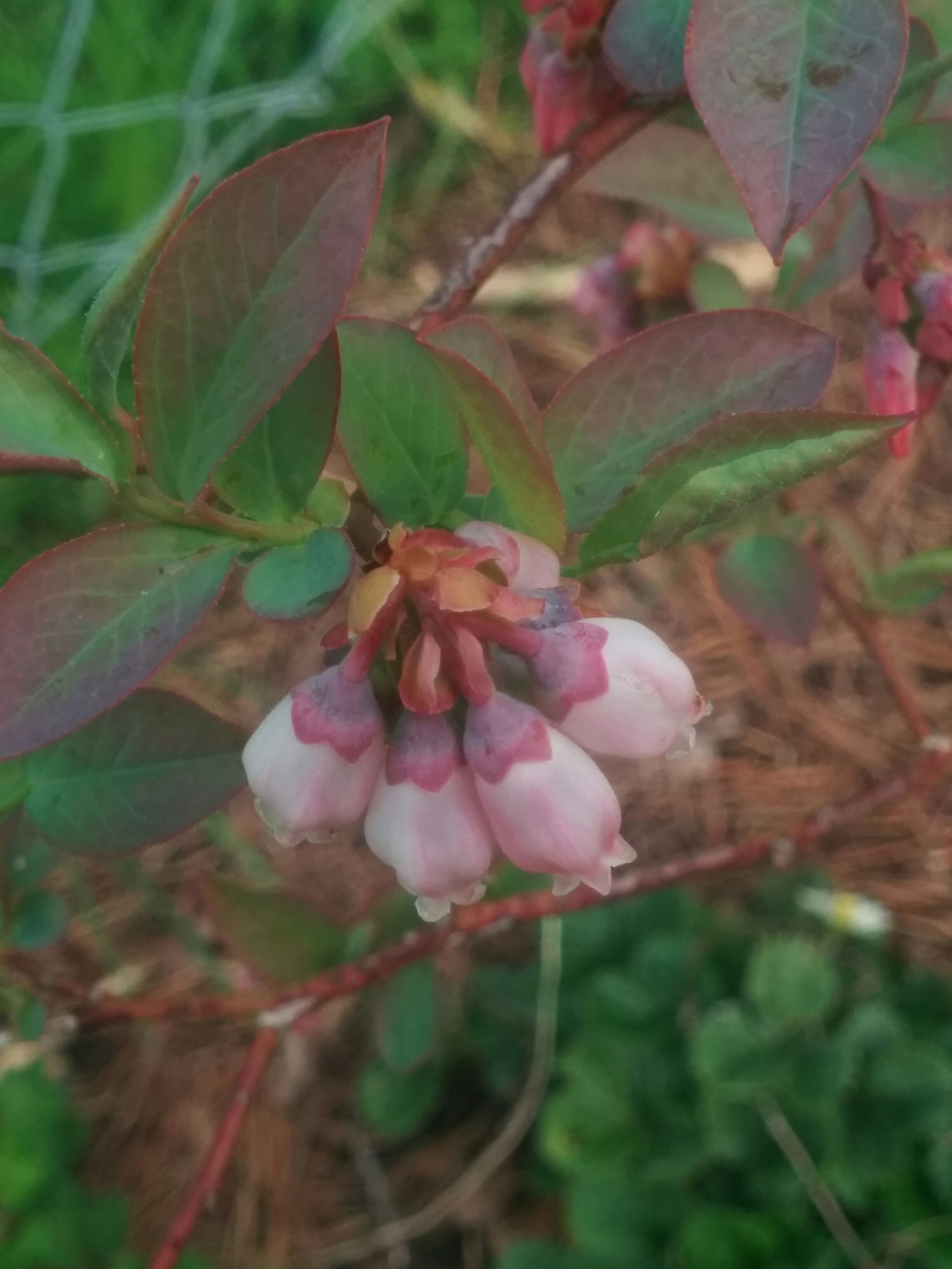 blueberry blossom