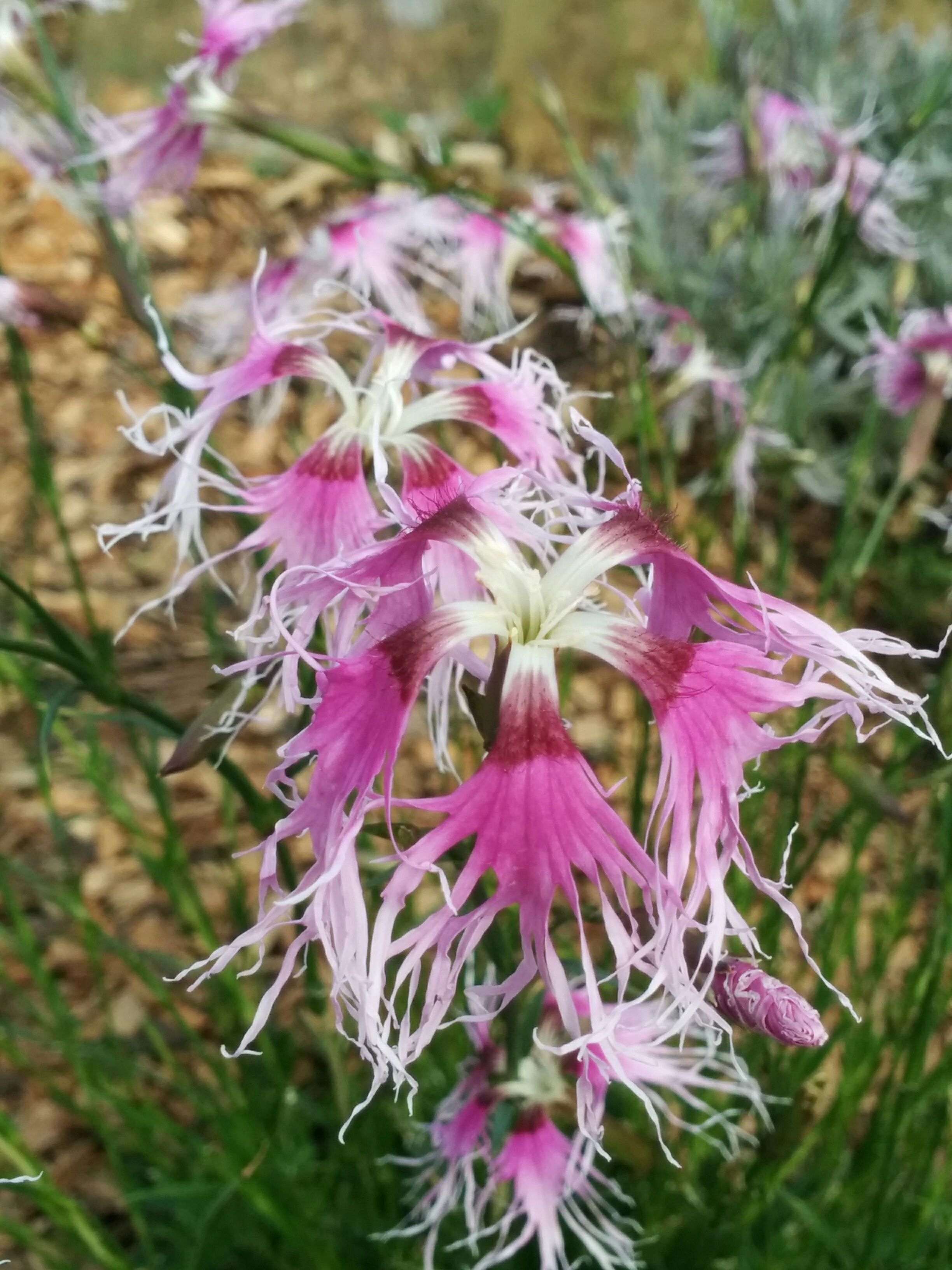 Rainbow dianthus