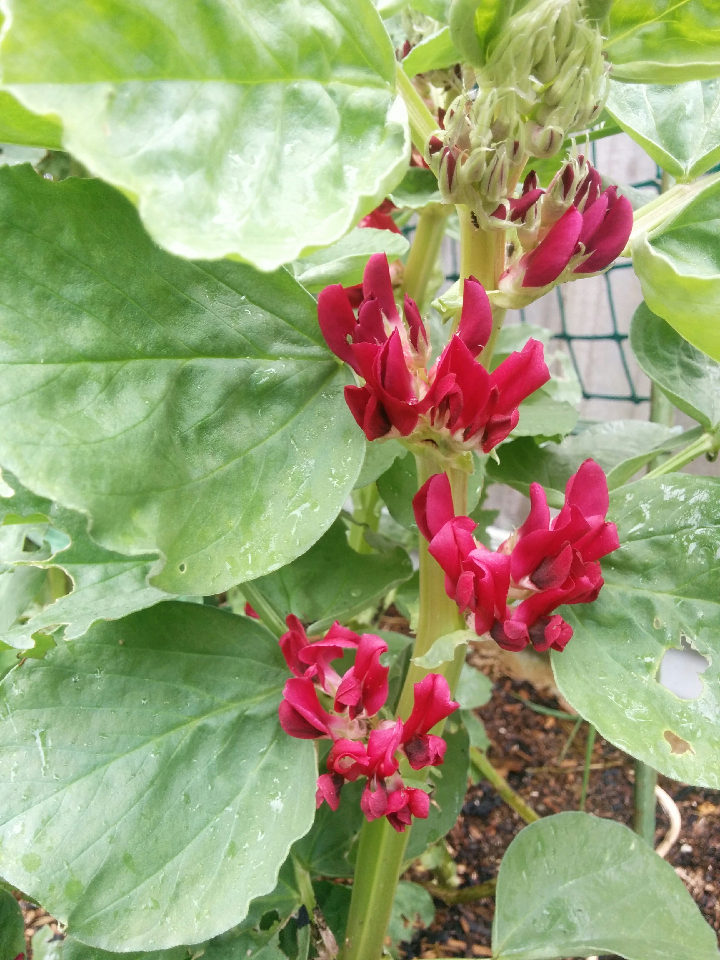 Hugheys Crimson Broad Bean