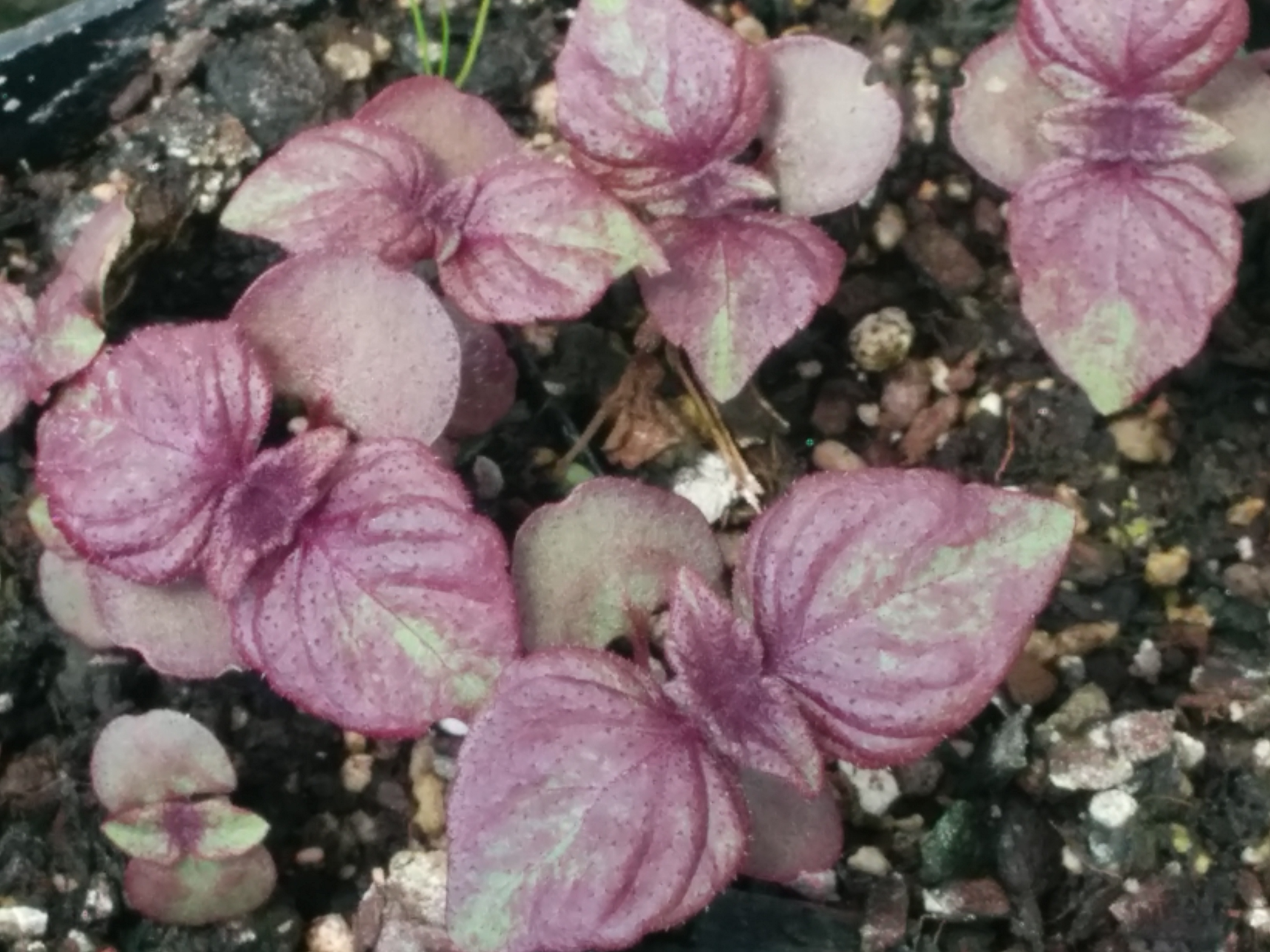 Red Perilla (Shiso) seedlings