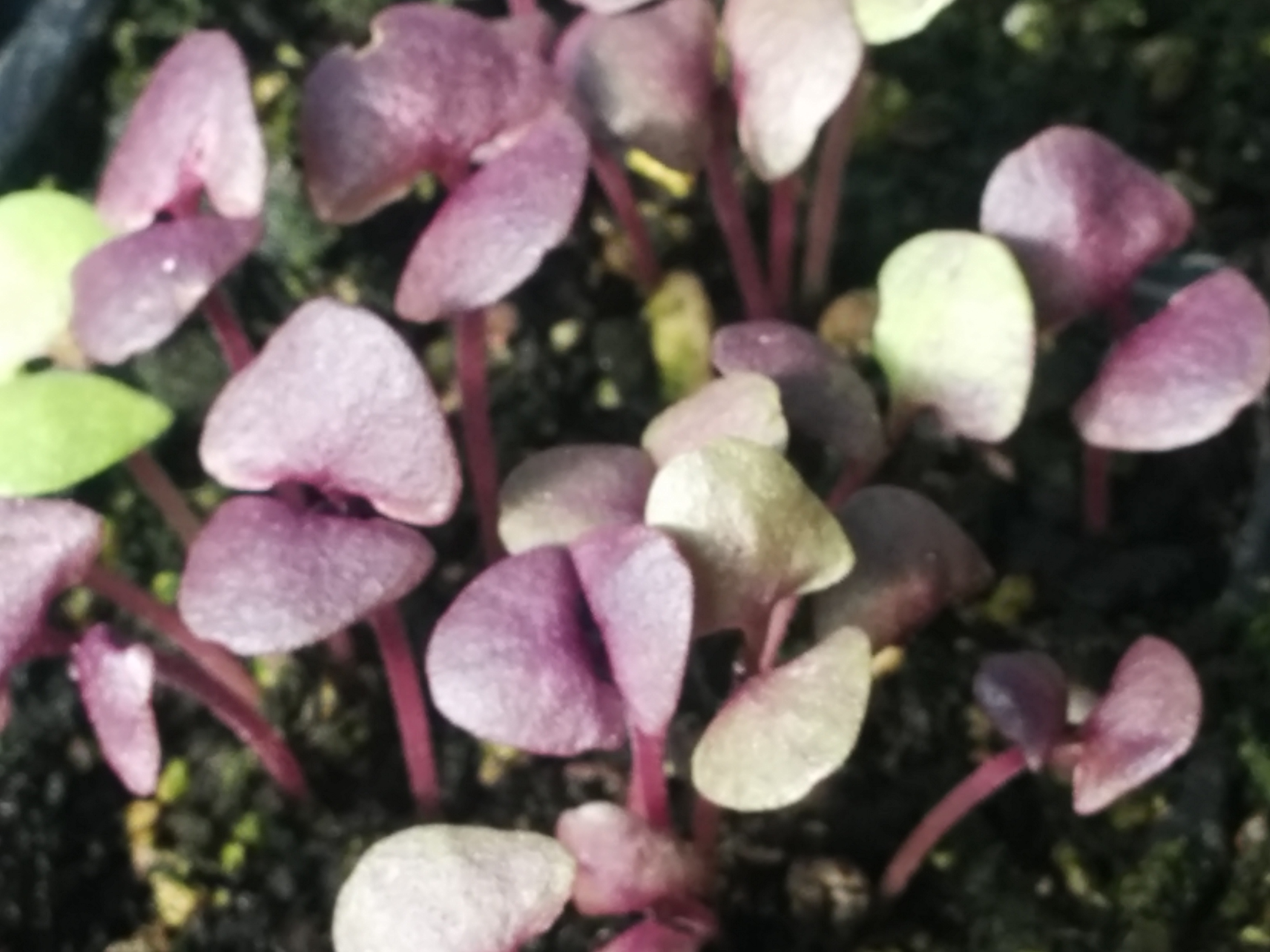 Red Rubin Basil seedlings