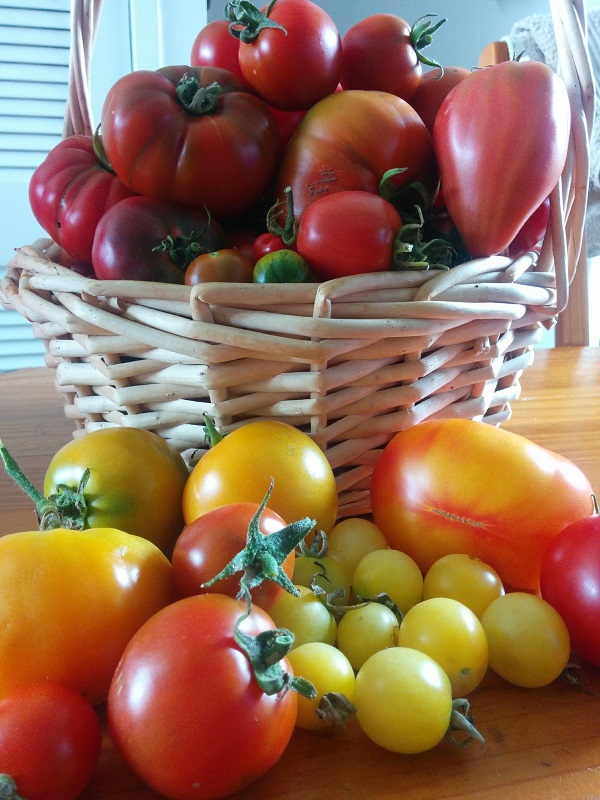 Basket of Tomatoes