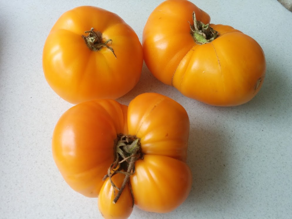 Heirloom Tomato