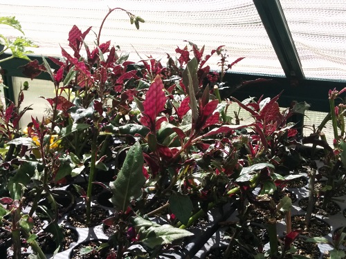 gynura bicolor cuttings