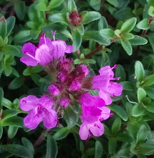 Thymus serepyllum