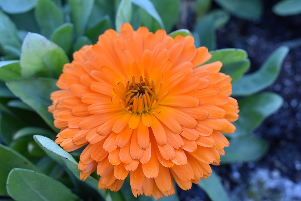 Calendula