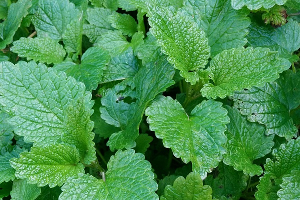 Lemon balm