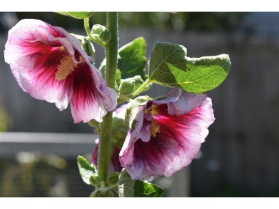 Hollyhock