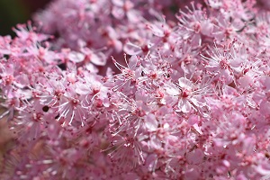 Pink Meadowsweet