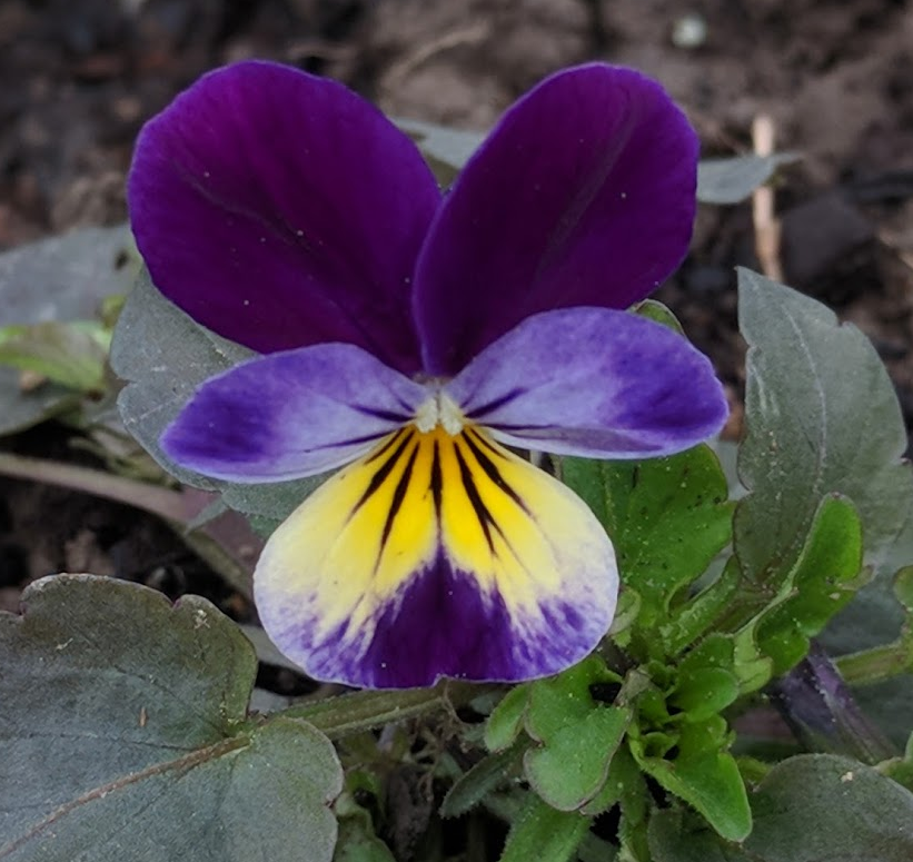 Viola