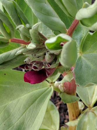 Broad Bean