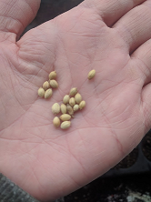 Coriander Seeds