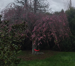 Weeping Cherry