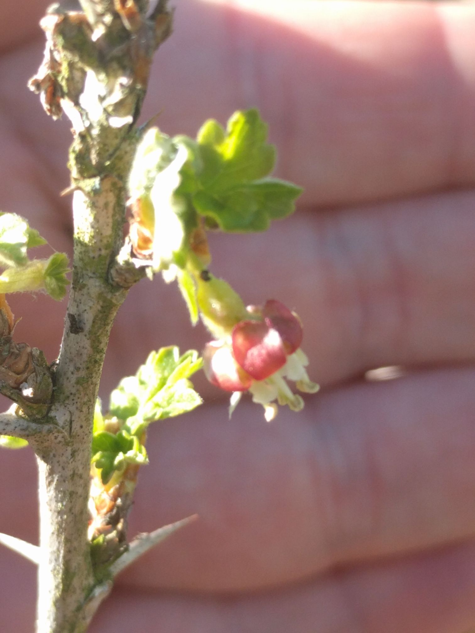 Flower on my Gooseberry