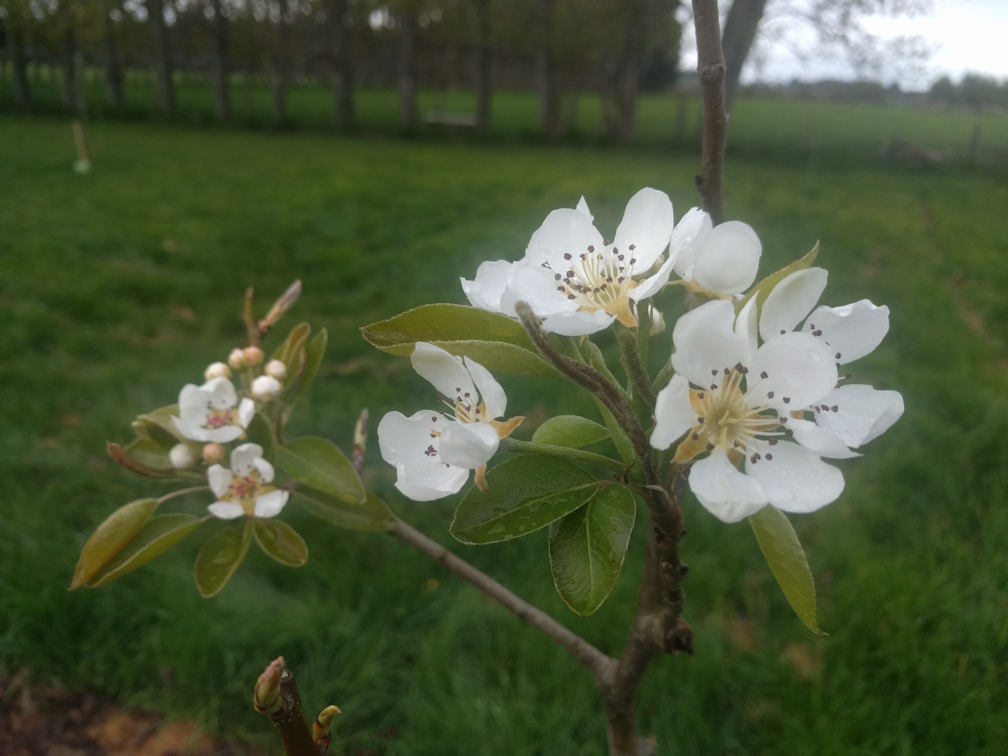 Pear blossoms