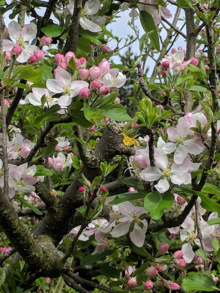 Appleblossoms