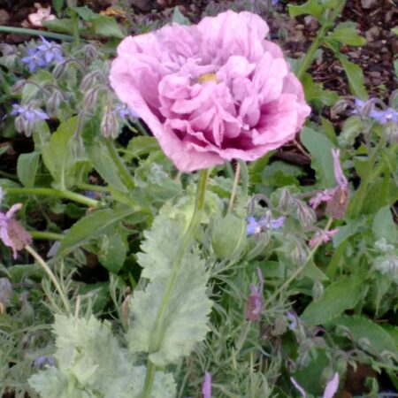 Double Purple Poppy