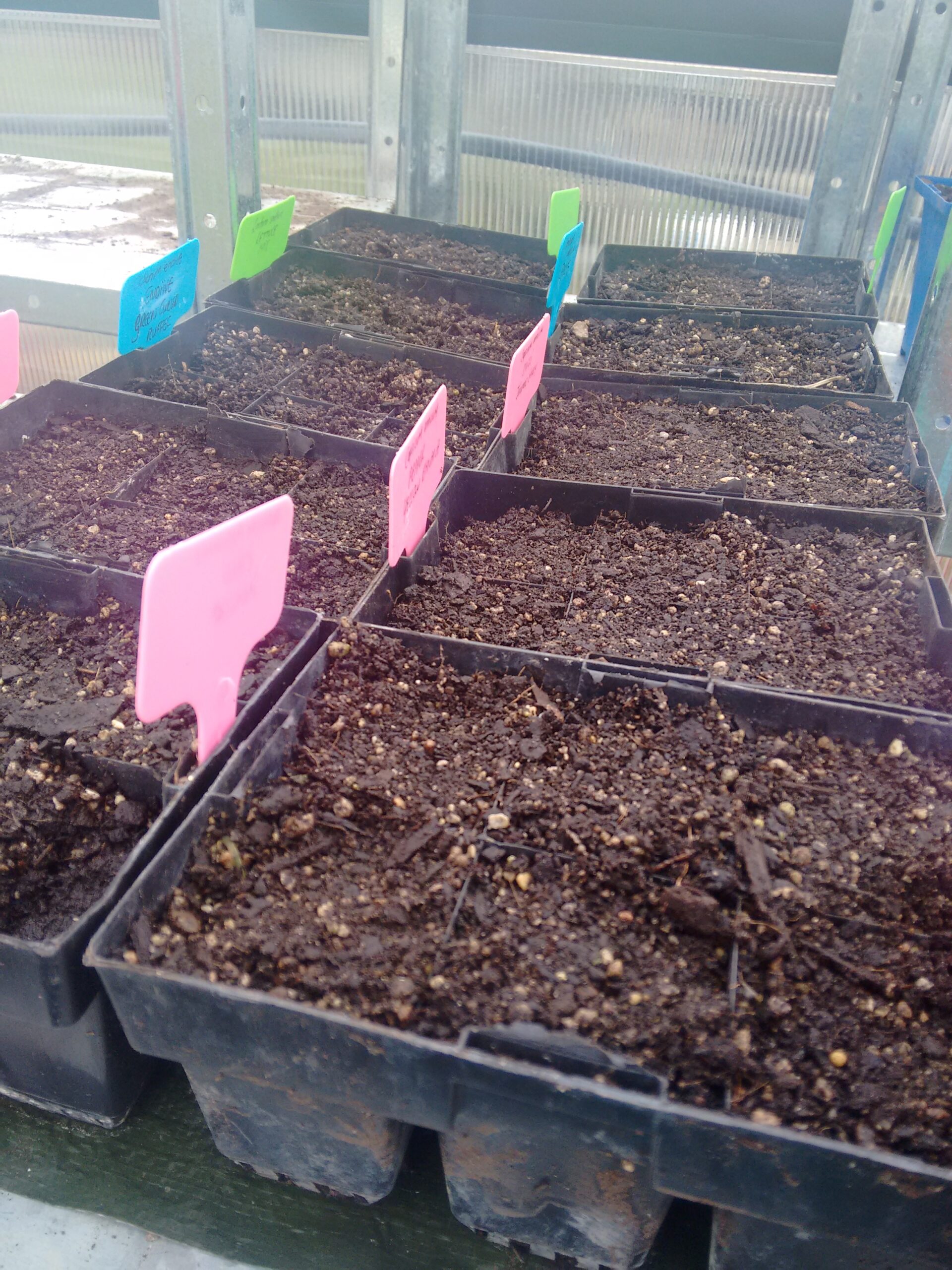 Sowing trays