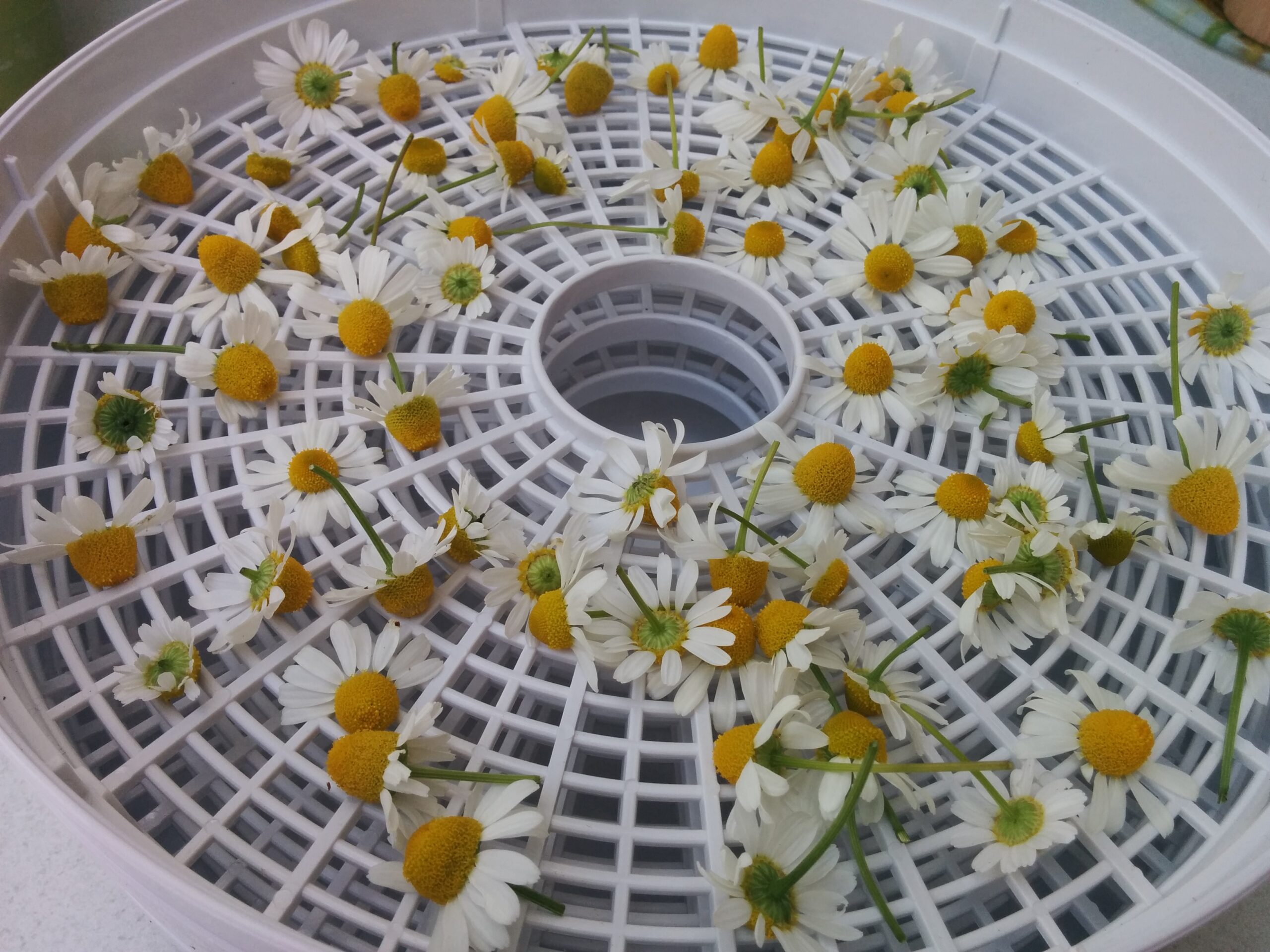 Chamomile flower ready to dry