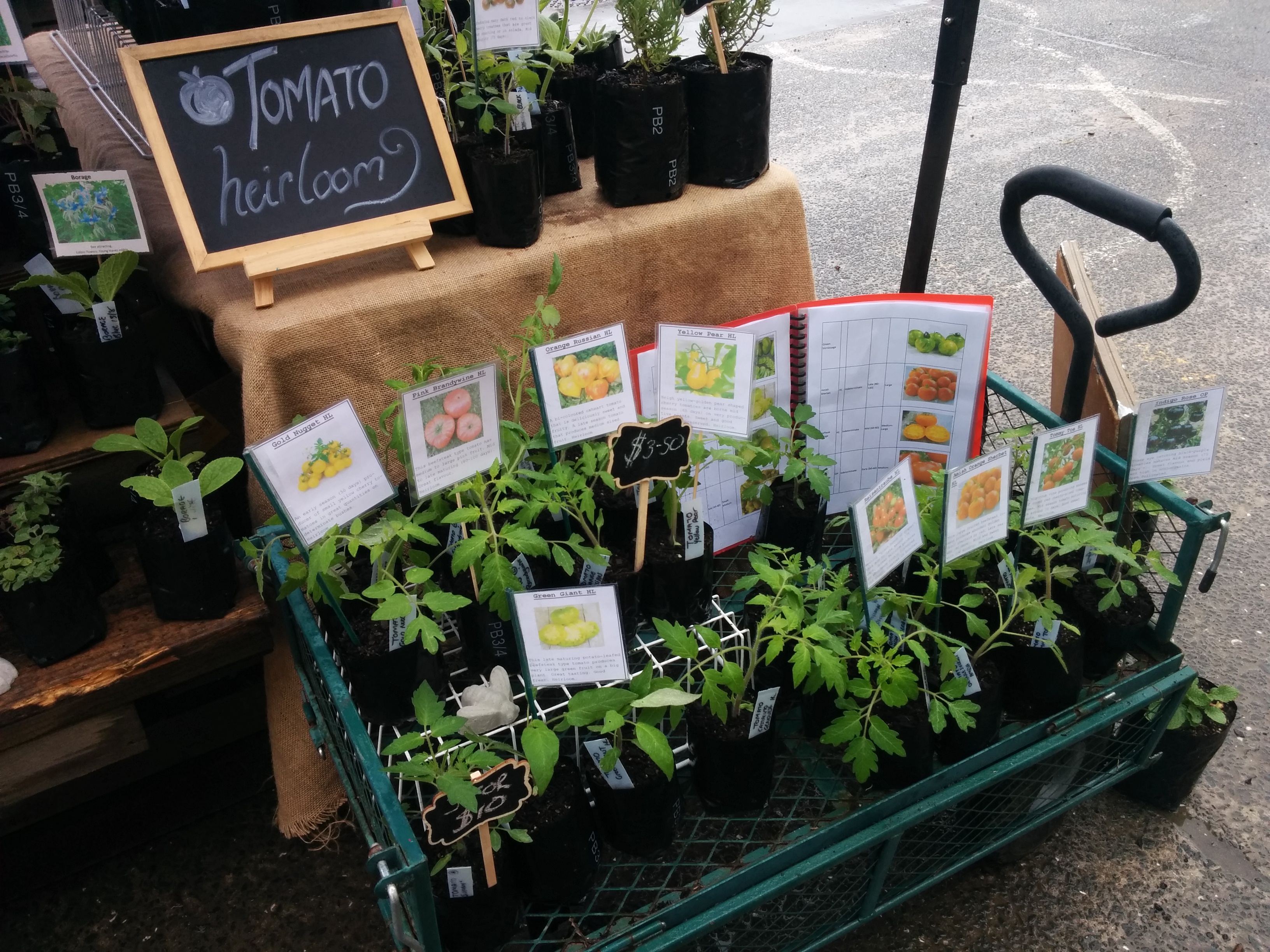 Selection of Tomatoes