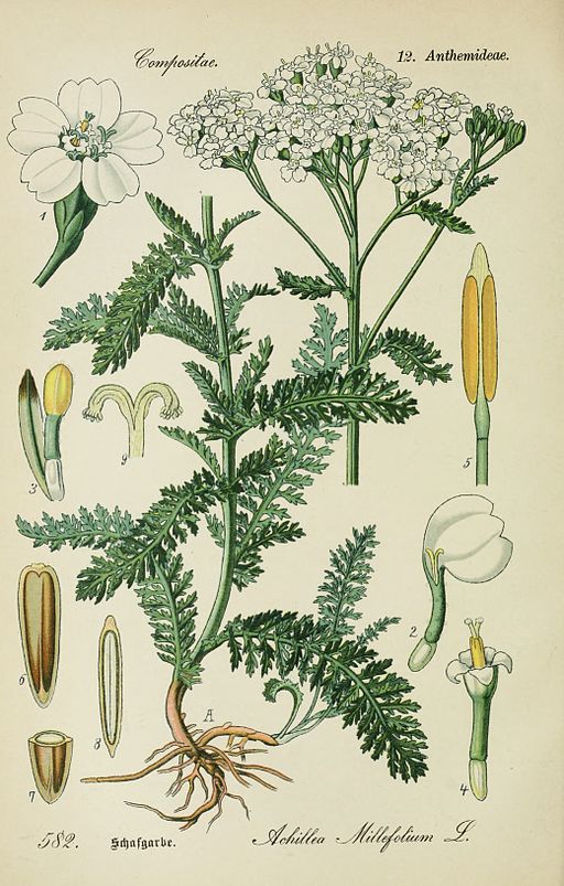 Yarrow (Achillea millefolium) – MeadowSweet Herbs & Flowers