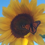 Monarch on sunflower