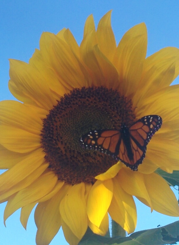 Monarch on sunflower