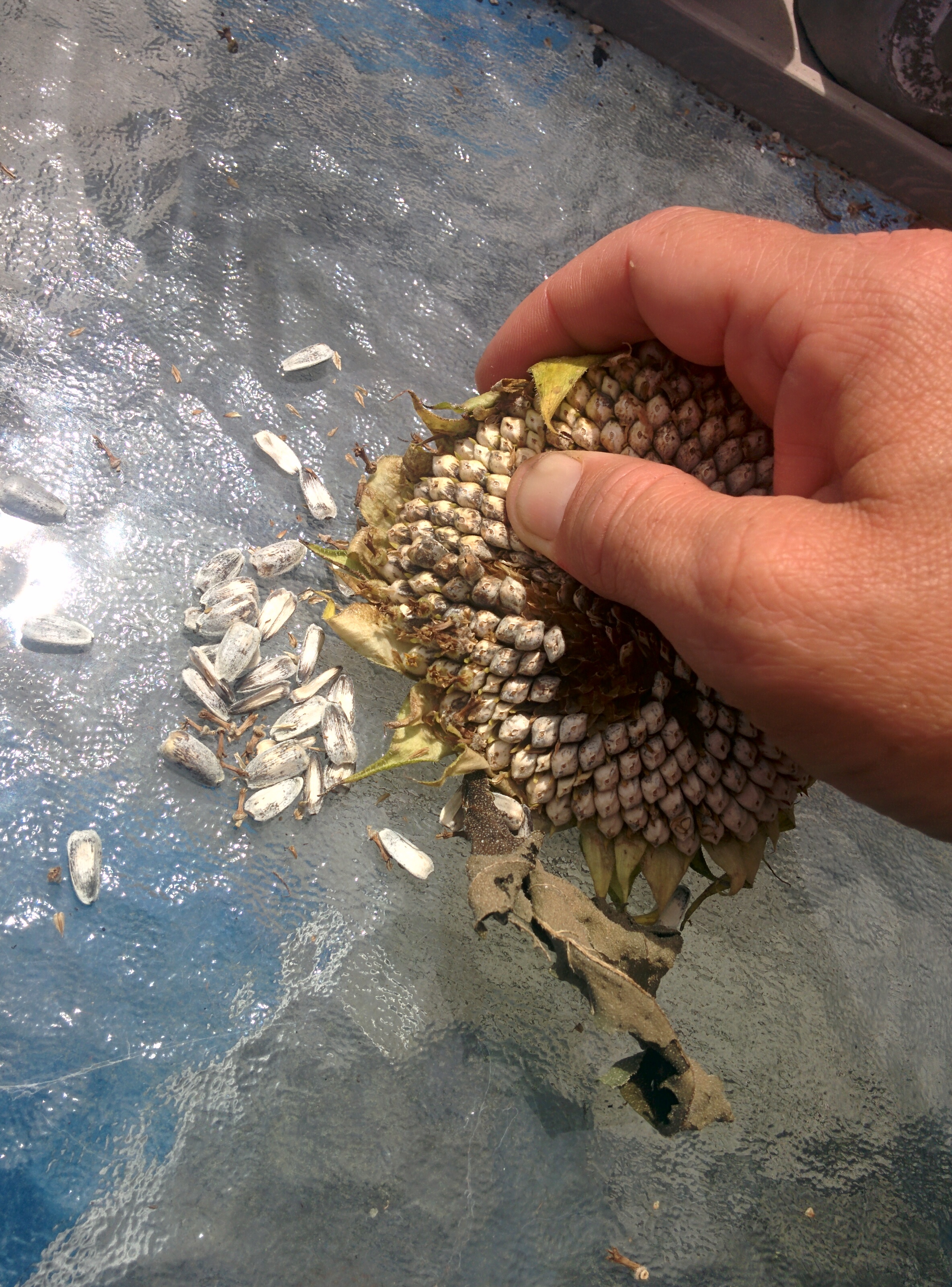 Seed Saving Sunflower Seeds