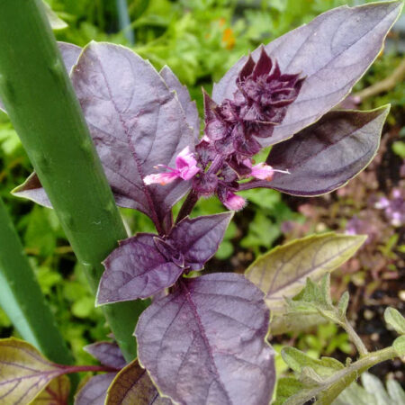 Basil - Dark Opal