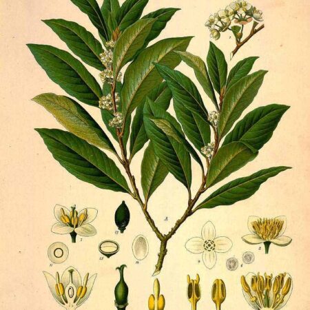 Bay Tree