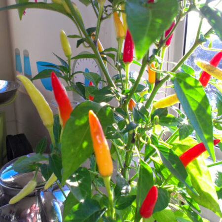 Chilli - Basket of Fire