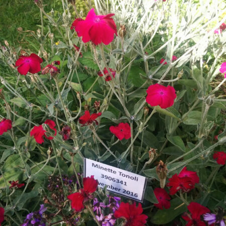 Rose Campion - Pink