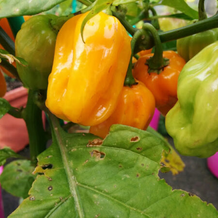 Chilli - Habanero Yellow