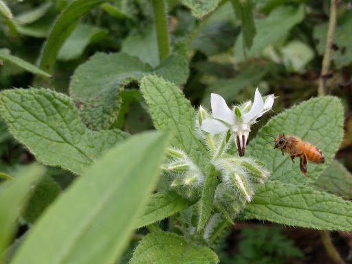 Bee on white Borage