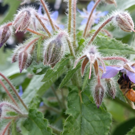 Blue borage with bee