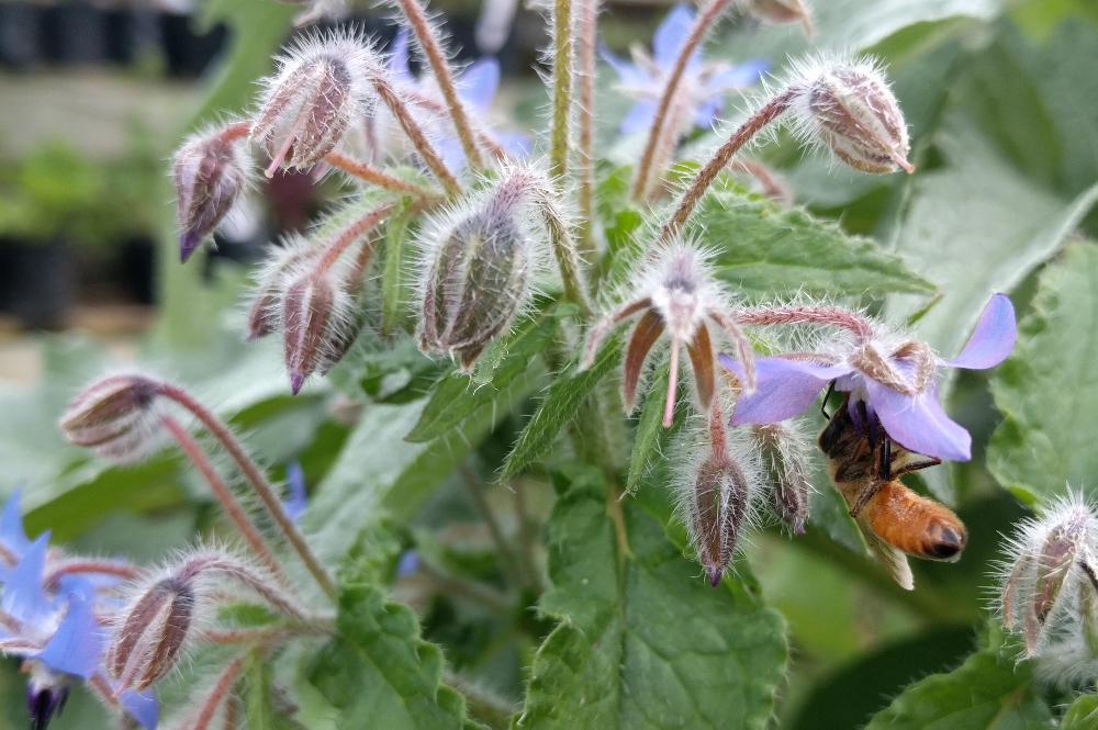 Blue borage with bee