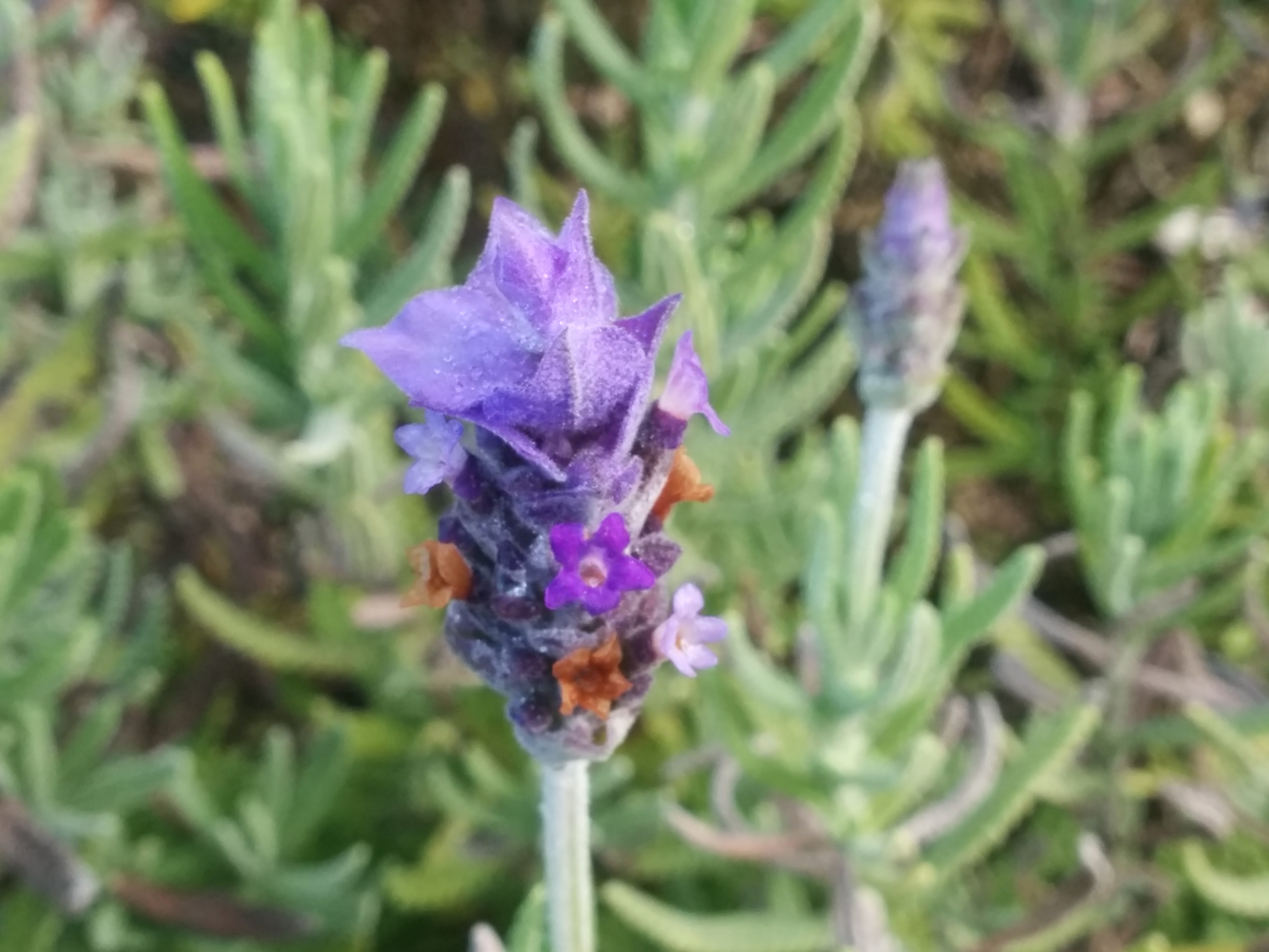 French (L. dentata) Lavender