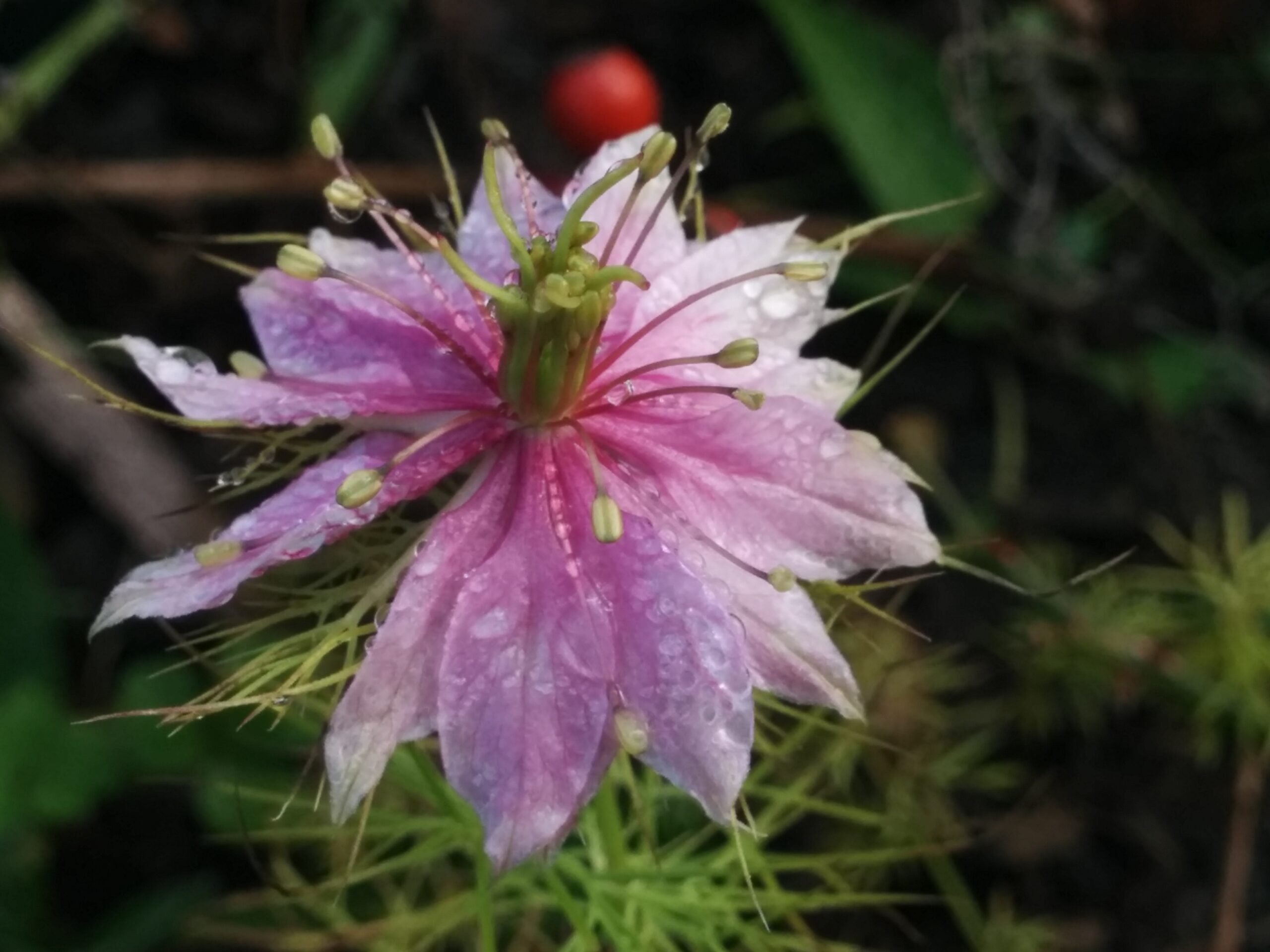Love-in-the-mist – MeadowSweet Herbs & Flowers