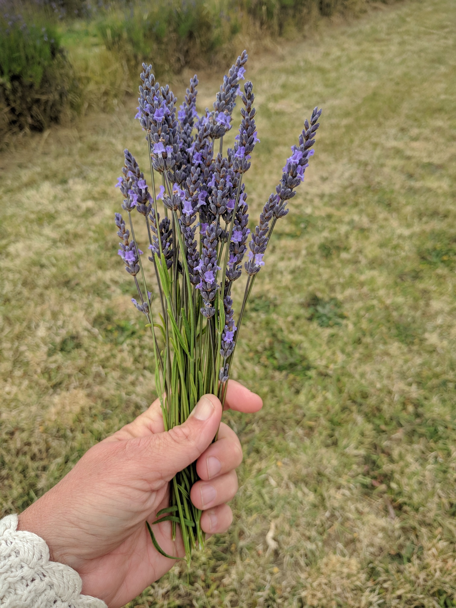 Edible Flowers 7 Lavender MeadowSweet Herbs & Flowers